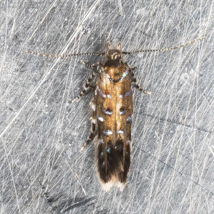 Cosmopterigidae: Eteobalea isabellella ?